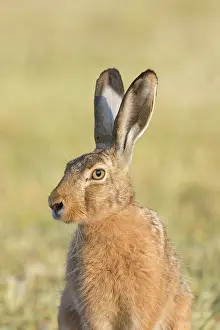 Holstein: European Brown Hare