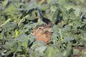 Holstein: European Brown Hare