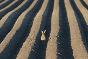 Holstein: European Brown Hare