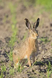 Holstein: European Brown Hare