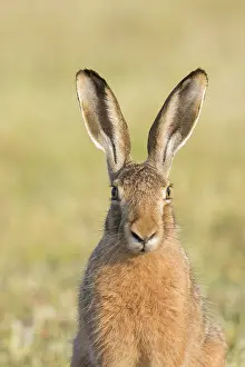 Holstein: European Brown Hare