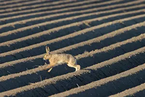 Holstein: European Brown Hare