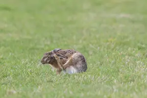 Hare: European Brown Hare
