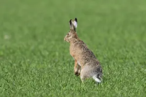 Hare: European Brown Hare