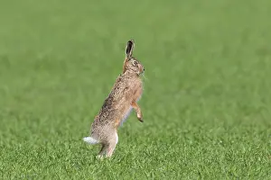 Hare: European Brown Hare