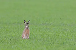 Hare: European Brown Hare