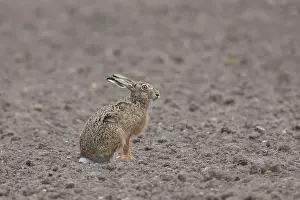 Hare: European Brown Hare