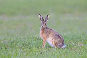 Hare: European Brown Hare