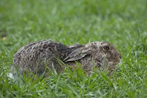 100118: European Brown Hare - adult hare - Germany