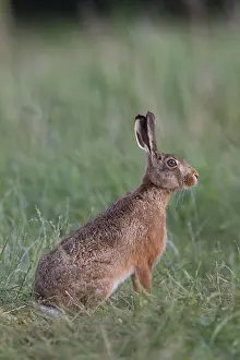 100118: European Brown Hare - adult hare - Germany