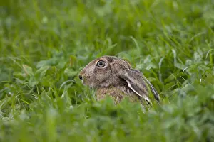 Hares: European Brown Hare - adult hare - Germany