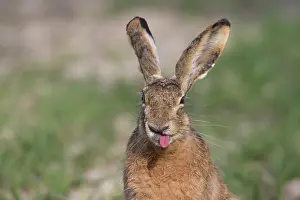 Lagomorph: European Brown Hare - adult hare - Germany