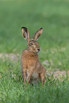 Lagomorph: European Brown Hare - adult hare - Germany