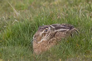 100118: European Brown Hare - adult hare hiding - Germany