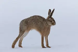 100118: European Brown Hare - adult hare in snow - Germany