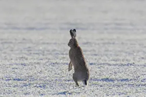 100118: European Brown Hare - adult hare in snow - Germany