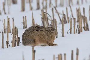 100118: European Brown Hare - adult hare in snow - Germany