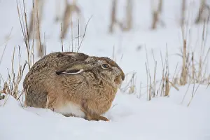 Hares: European Brown Hare - adult hare in snow - Germany
