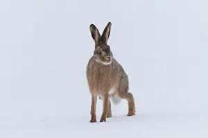 Hares: European Brown Hare - adult hare in snow - Germany