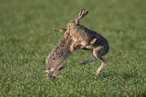 Boxing: European Brown Hare - adult hares boxing - Germany