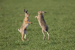 Boxing: European Brown Hare - adult hares boxing - Germany