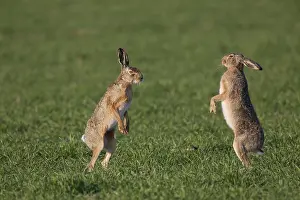 Boxing: European Brown Hare - adult hares boxing - Germany