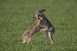 Hares: European Brown Hare - adult hares boxing - Germany