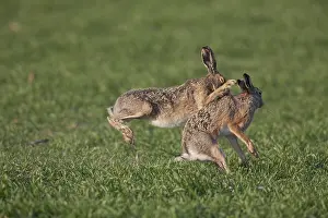 Hares: European Brown Hare - adult hares boxing - Germany