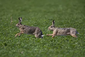 Boxing: European Brown Hare - adult hares runnng - Germany