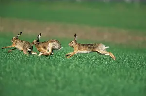 Excitement: European Brown HARE - buck chasing doe, sexual