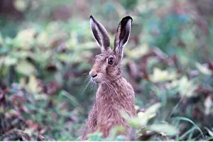 Hares: European Brown HARE - close-up of head and shoulders