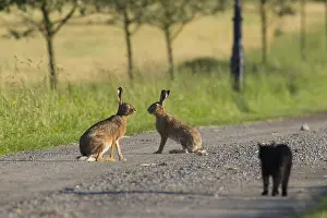 100118: European Brown Hare - domestic cat watching two