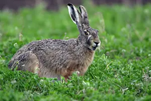 Clovers: European Brown HARE - eating clover on fallow land