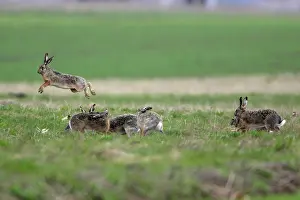 Excited: European Brown HARE - excited bucks chasing and