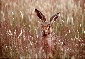 Hares: European Brown HARE - front facing
