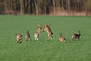 Boxing: European / Brown Hare - fighting in mating season