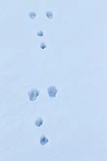 Spoor: European Brown Hare footprint in snow