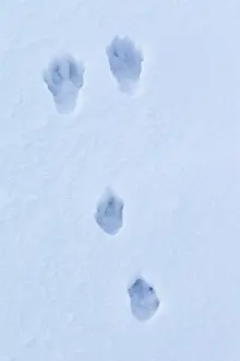 Spoor: European Brown Hare footprint in snow
