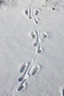 Pugmarks: European Brown HARE - footprints in the snow