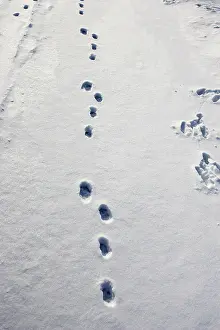 Pugmarks: European Brown HARE - footprints in the snow