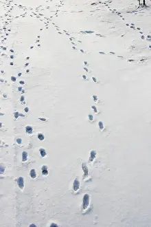 Pugmarks: European Brown HARE - footprints in the snow