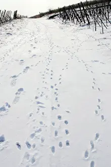 Pugmarks: European Brown HARE - footprints in the snow