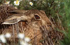 Hares: European Brown HARE - hiding in grass
