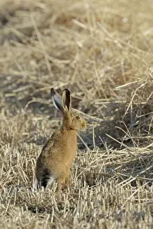 Thatch: European brown hare (Lepus europaeus), Hesse, Germany