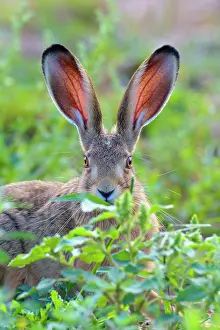 Vertebre: European brown hare (Lepus europaeus), Hesse, Germany