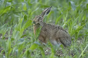 Rabbit: European brown hare (Lepus europaeus) adult animal eating a maize leaf in a farmland field in the summer