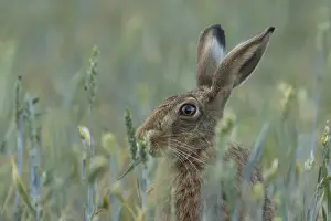 Rabbit: European brown hare (Lepus europaeus) adult animal eating a wheat sheath in a farmland field in the summer