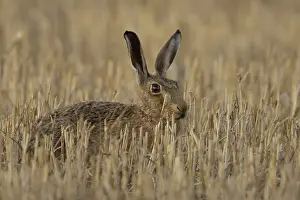 Harvest: European brown hare (Lepus europaeus) adult animal in a farmland stubble field in summer