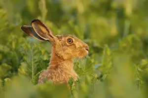 Rabbit: European brown hare (Lepus europaeus) adult animal in a farmland sugar beet field