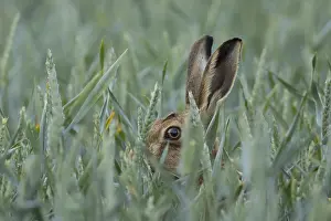 Wheat: European brown hare (Lepus europaeus) adult animal in a farmland wheat field in summer